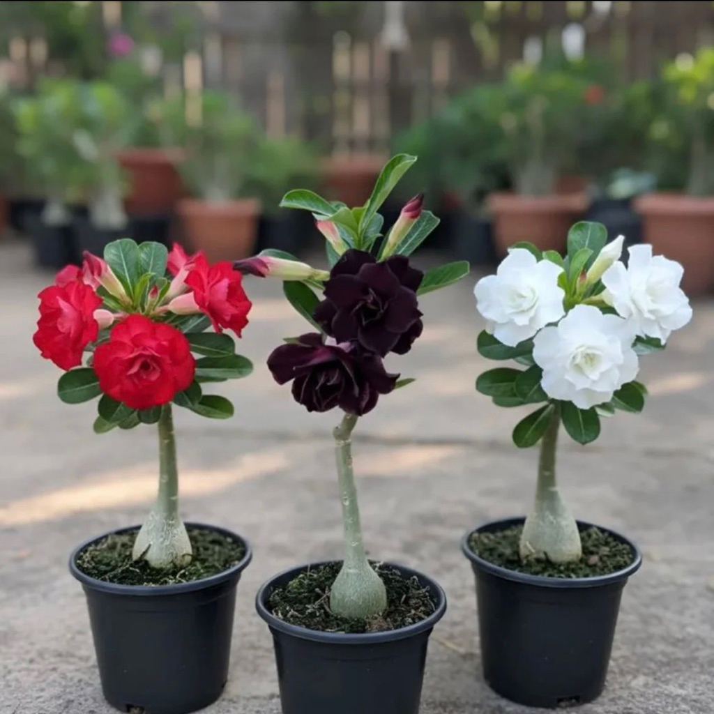 Paket 3 Tanaman Hias Adenium / bunga adenium grafting / paketan adenium bunga tumpuk