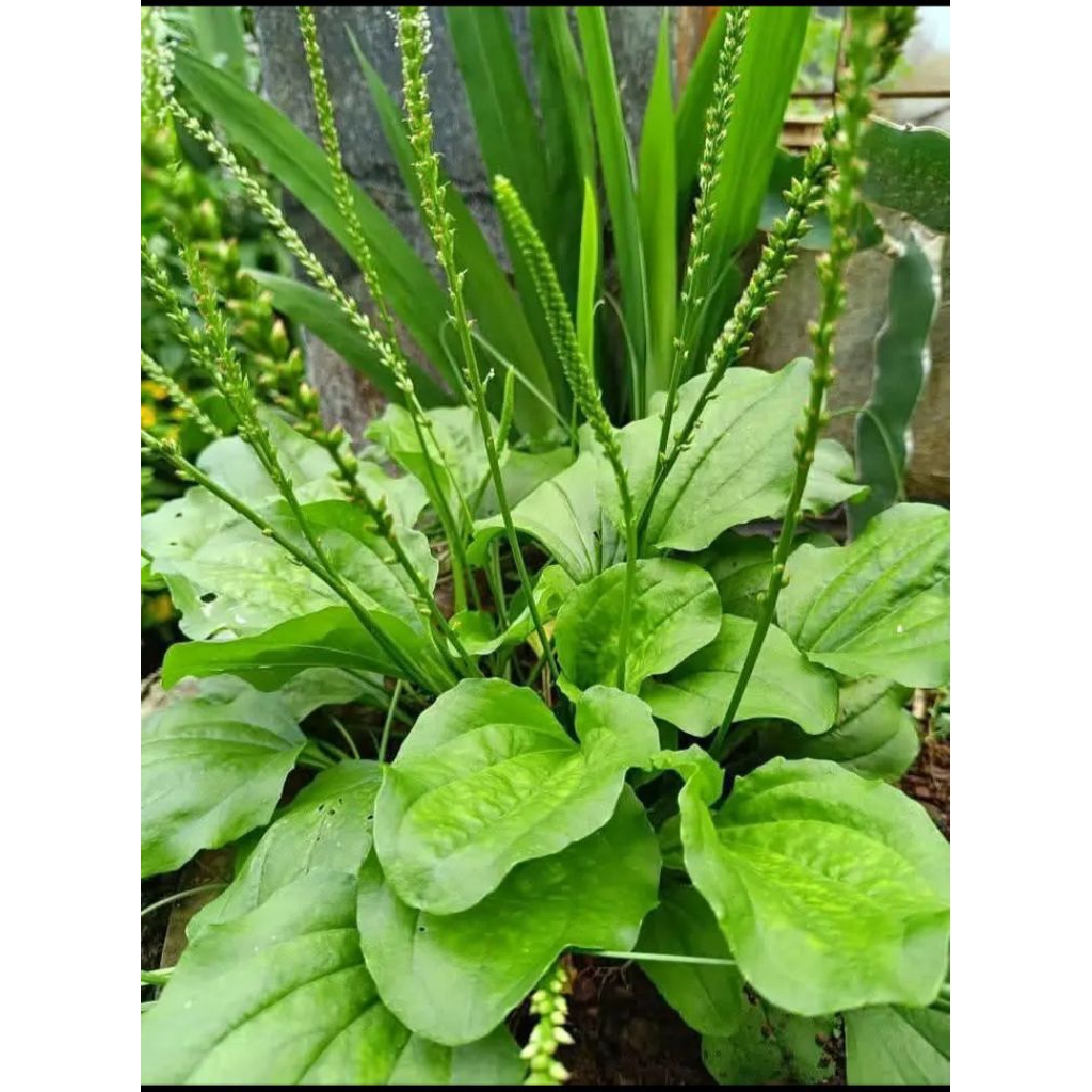 Daun Ki urat atau daun sendokkan segar dan fresh kemasan 500grm