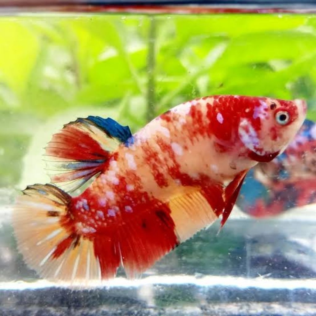 cupang Female Galaxy Golden red size M warna cantik