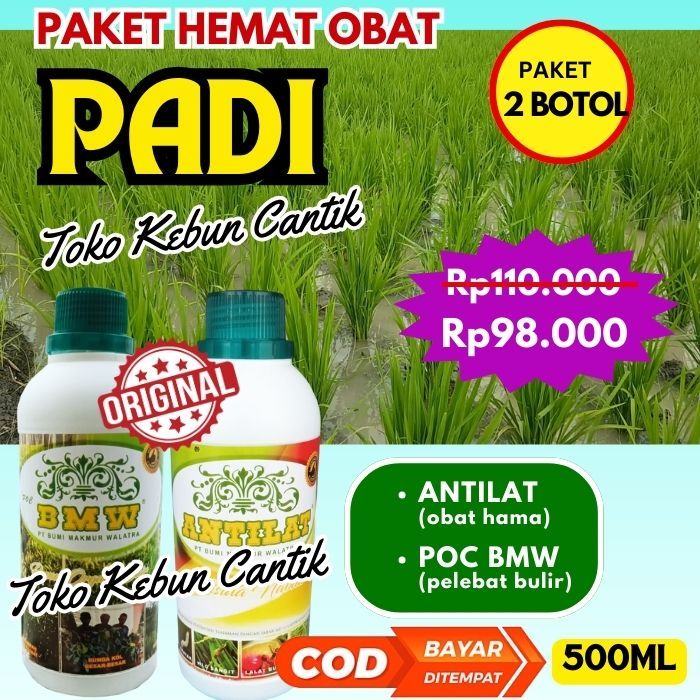 Padi Tumbuh Kecil dan Lemah? Dapatkan Paket Pupuk Padi POC BMW + ANTILAT, Padi Sehat Tanpa Hama, Has