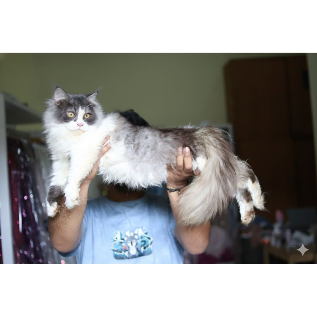 kucing Mainecoon x jantan ganteng lucu