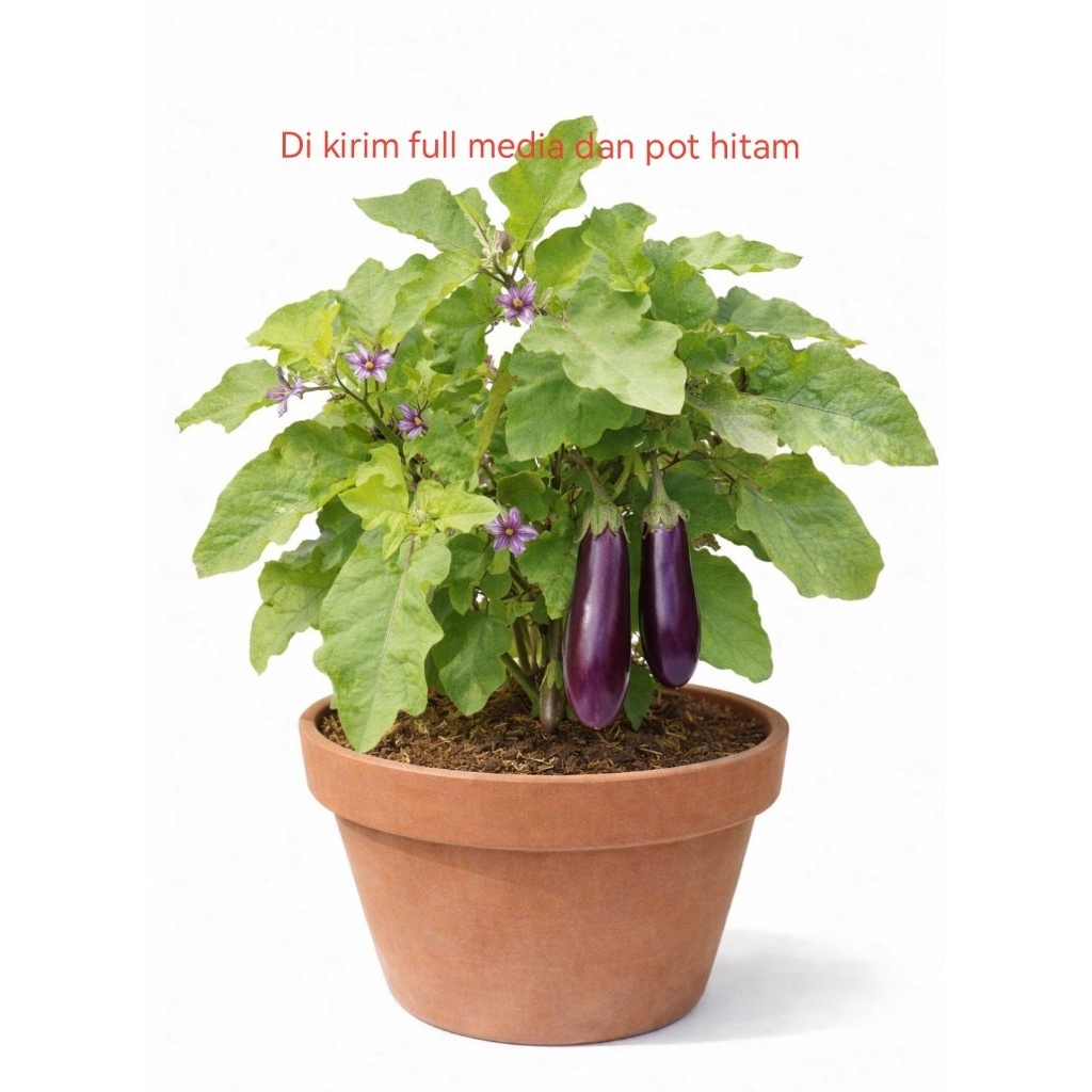 terong tanaman sayur terong ungu panjang di kirim full media dan pot hitam