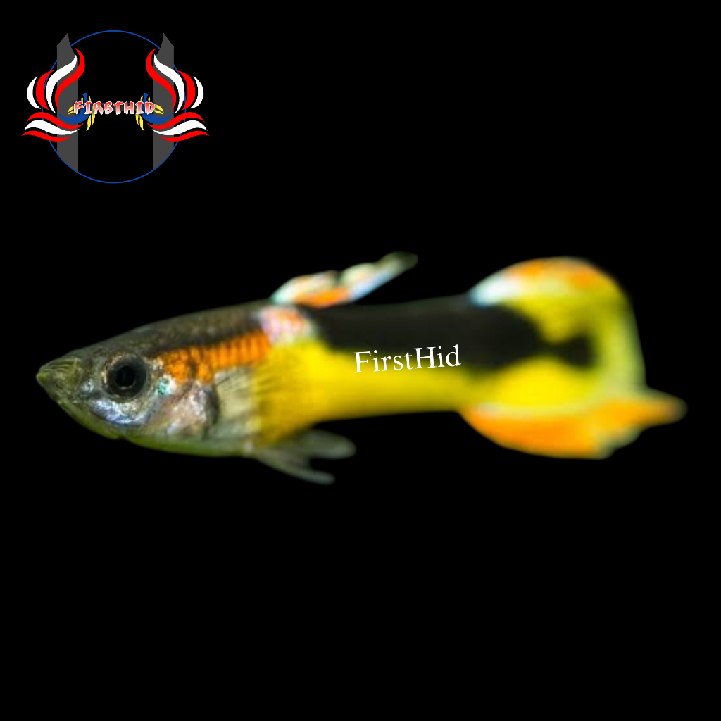 (LANGSUNG DI-KIRIM) GUPPY Saddle Black Yellow Speartail penghias aksesoris akuarium