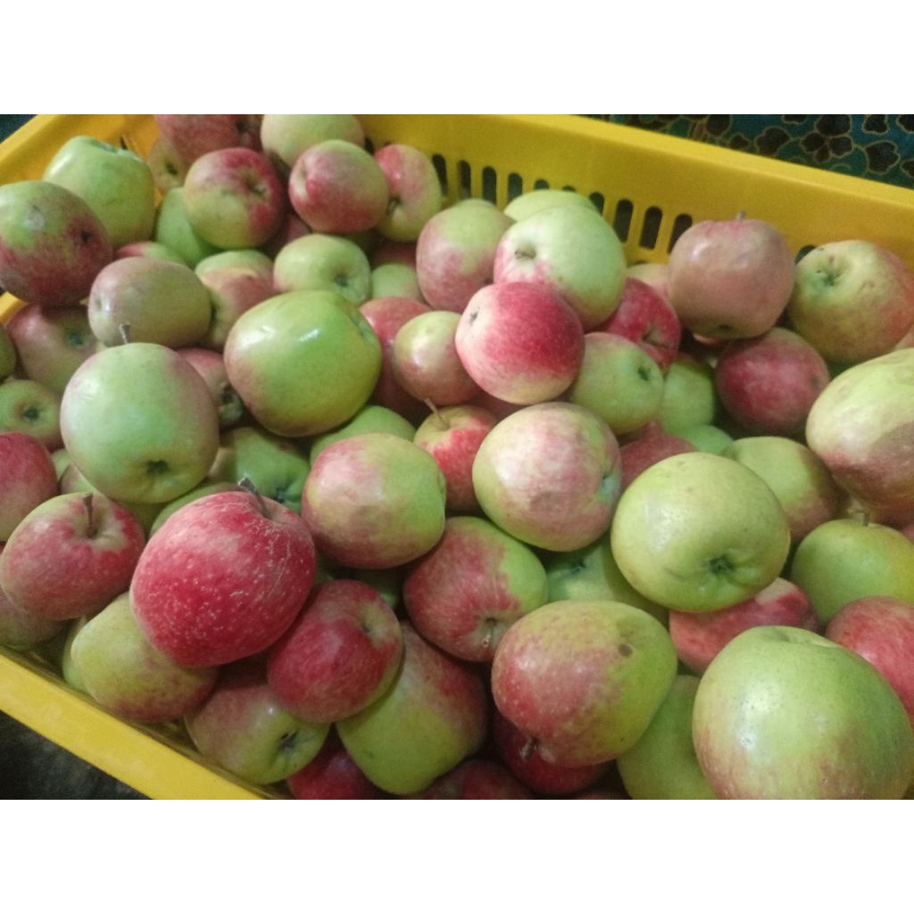 Apel ana asli Kota Batu 1kg ukuran sedang manis asem segar