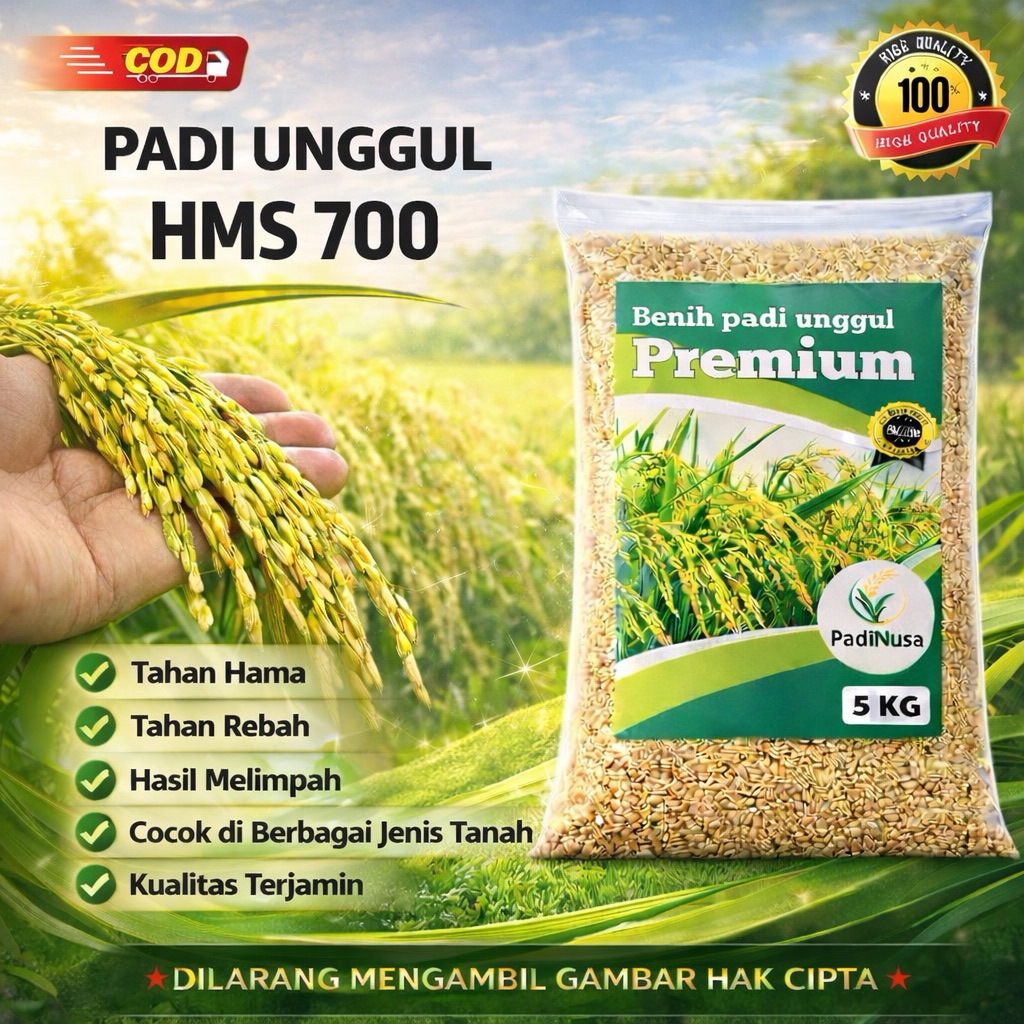 Benih padi HMS 700 bibit padi premium 1-5 KG benih padi berkualitas padinusa
