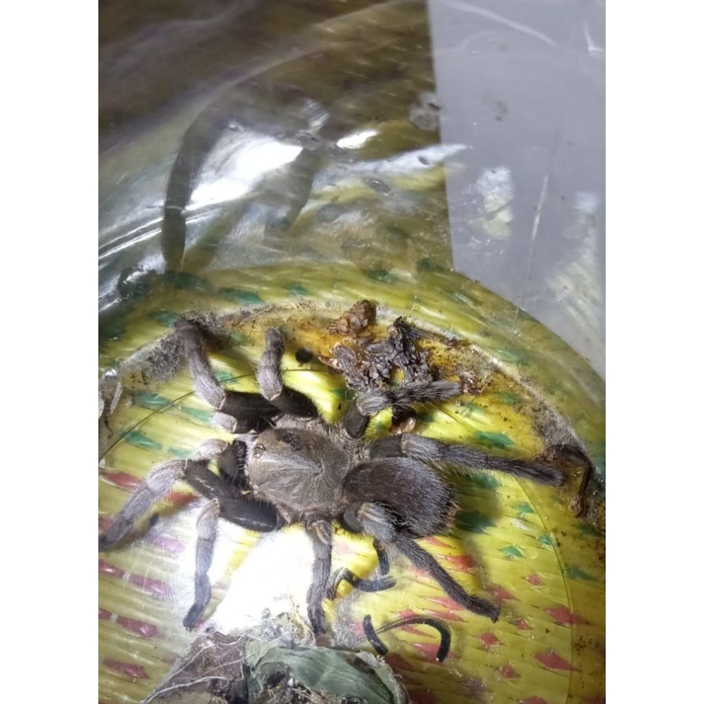 tarantula jawa hidup/ekor