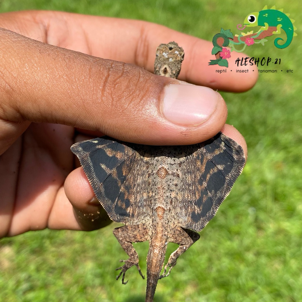 koleksi draco volans murah untuk display