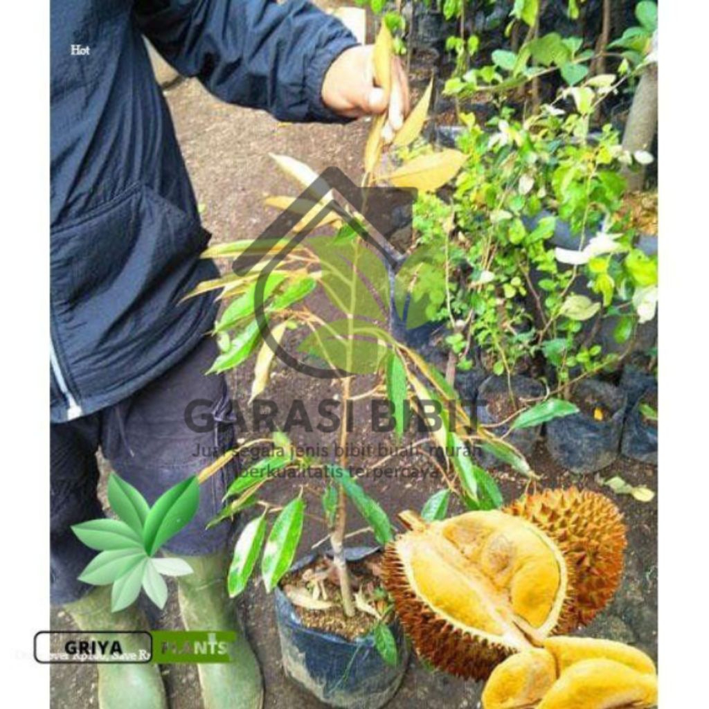 Bibit Durian Bawor Asli Tanaman Buah Okulasi