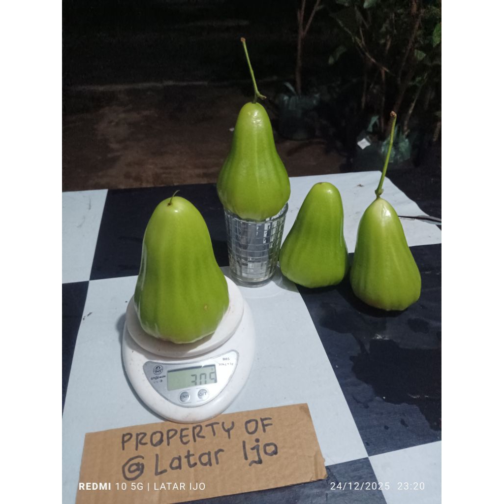 cangkok jambu green giant planterbag