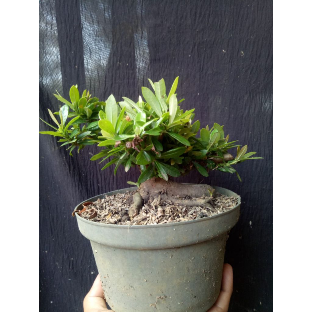 bahan bonsai mame asoka merah