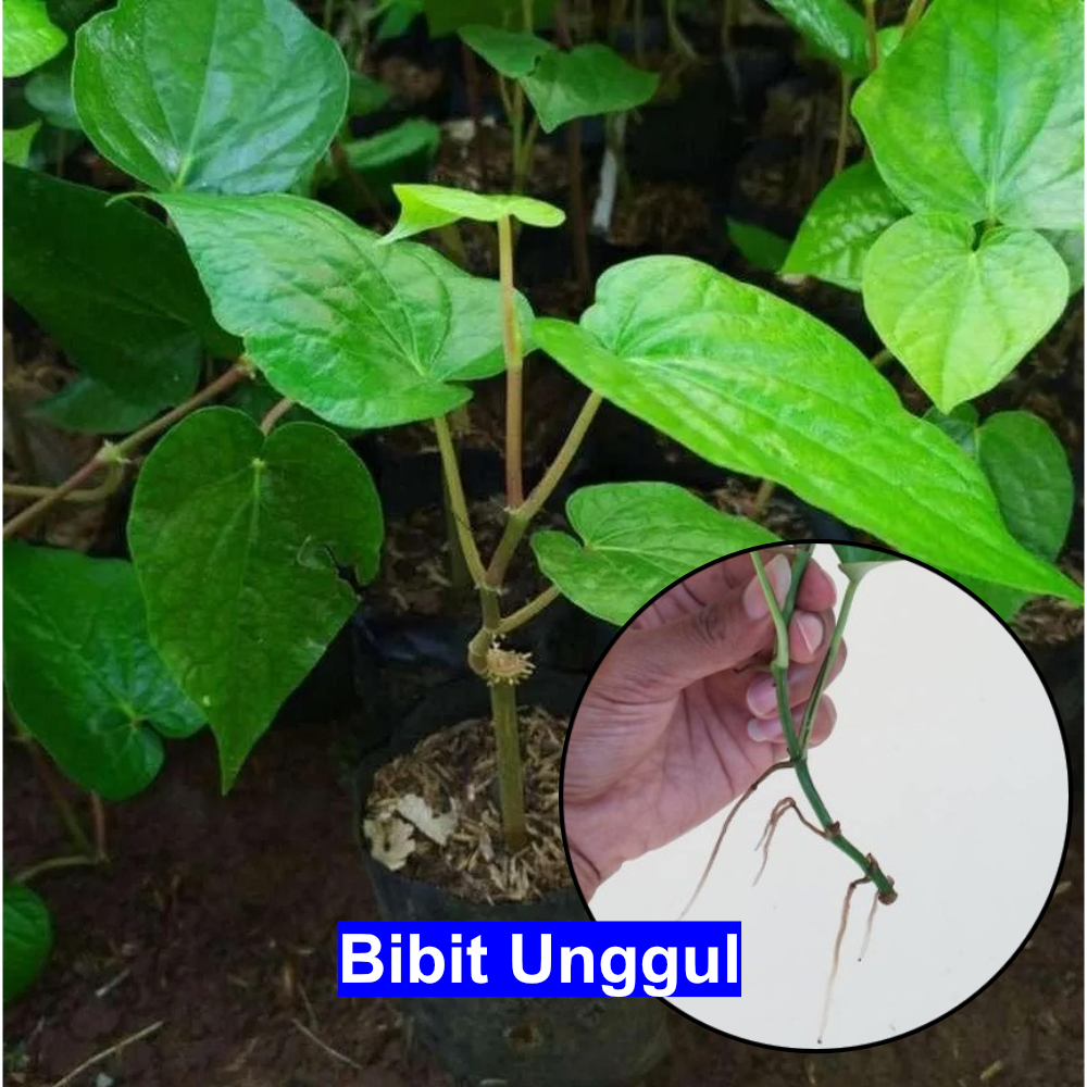 Bibit Tanaman Daun Sirih Hijau batang merah