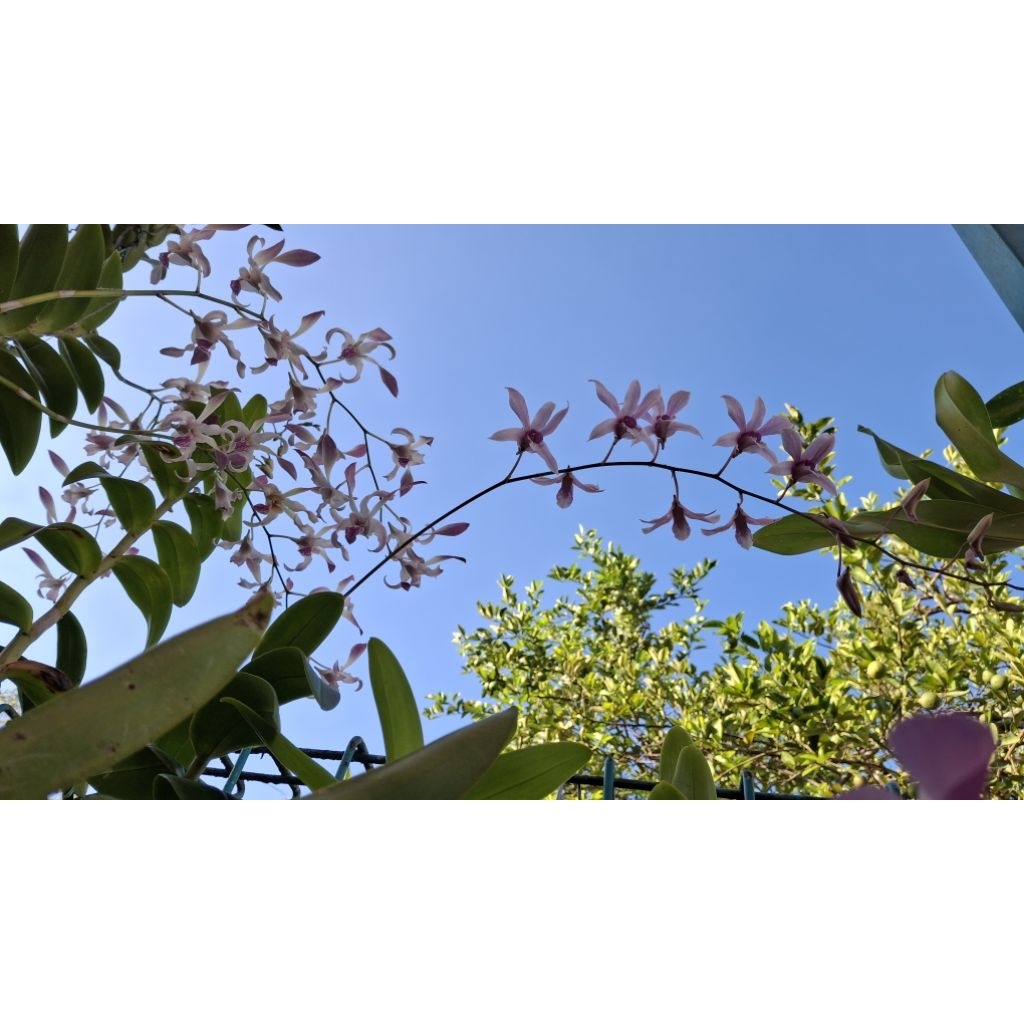 anggrek jadulan albertine seedling