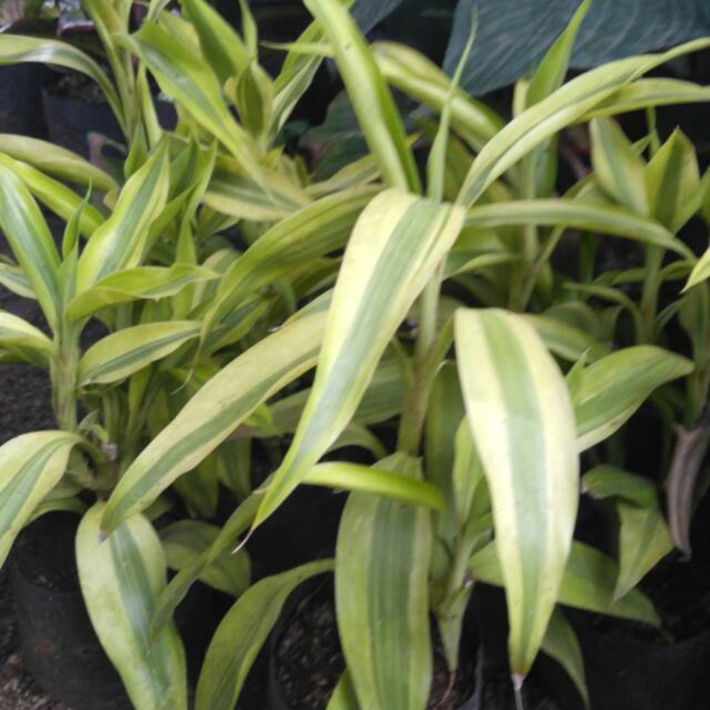 Bambu Hoki Pucuk kuning -Stek Bambu Hoki kuning 10 Batang