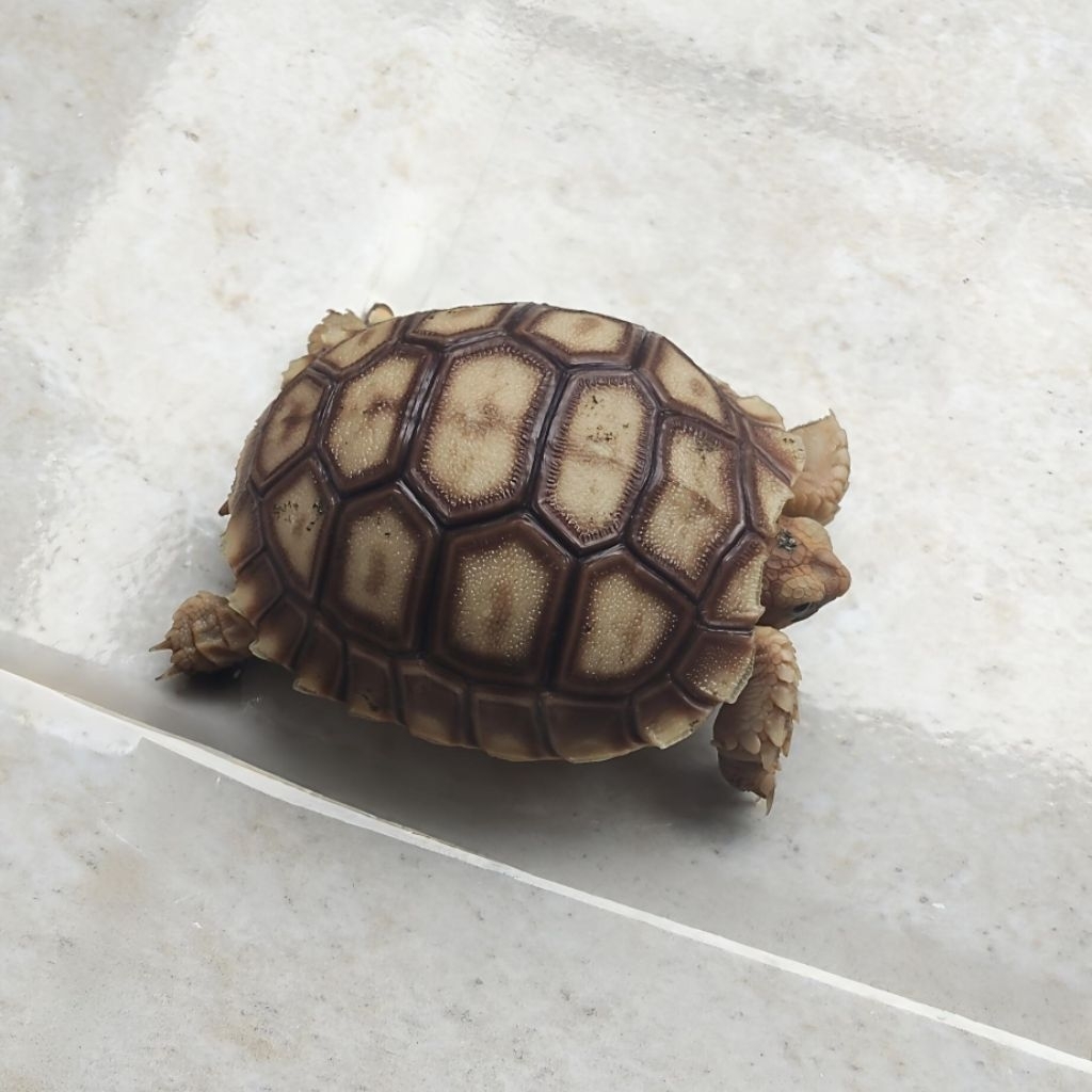 Hiasan Sulcata Kura-Kura Darat Baby 4.5-6 cm hanya instant atau sameday