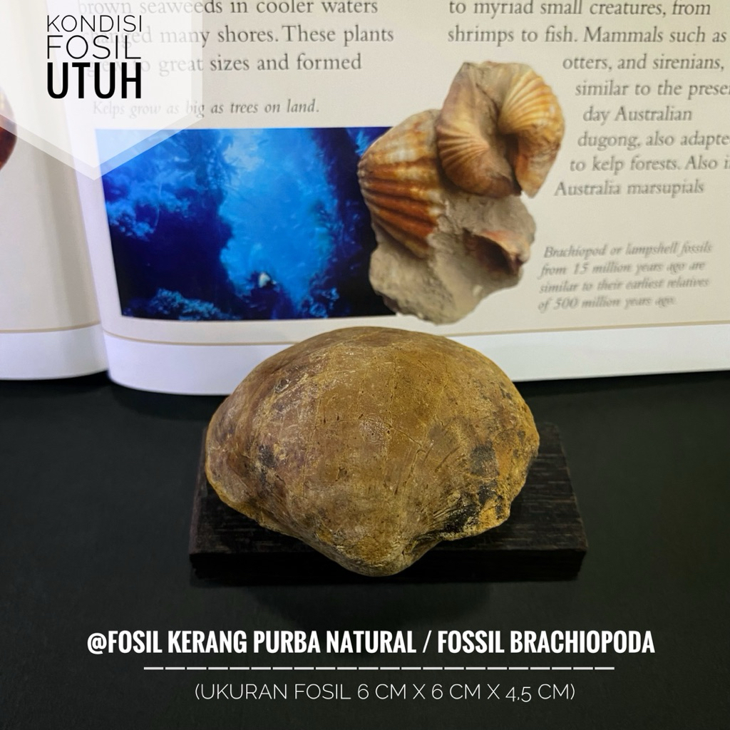 Fosil Kerang Purba Natural A38 atau Fosil Brachiopoda atau Fosil Kijing atau Fossil Shell atau Fosil