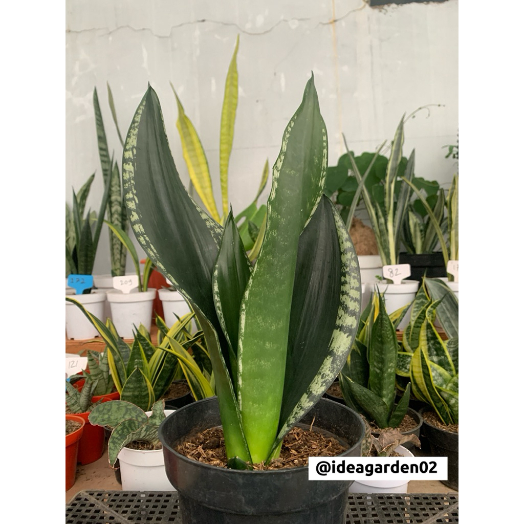 Sansevieria Trifasciata Whitney Ukuran Pot 17cm