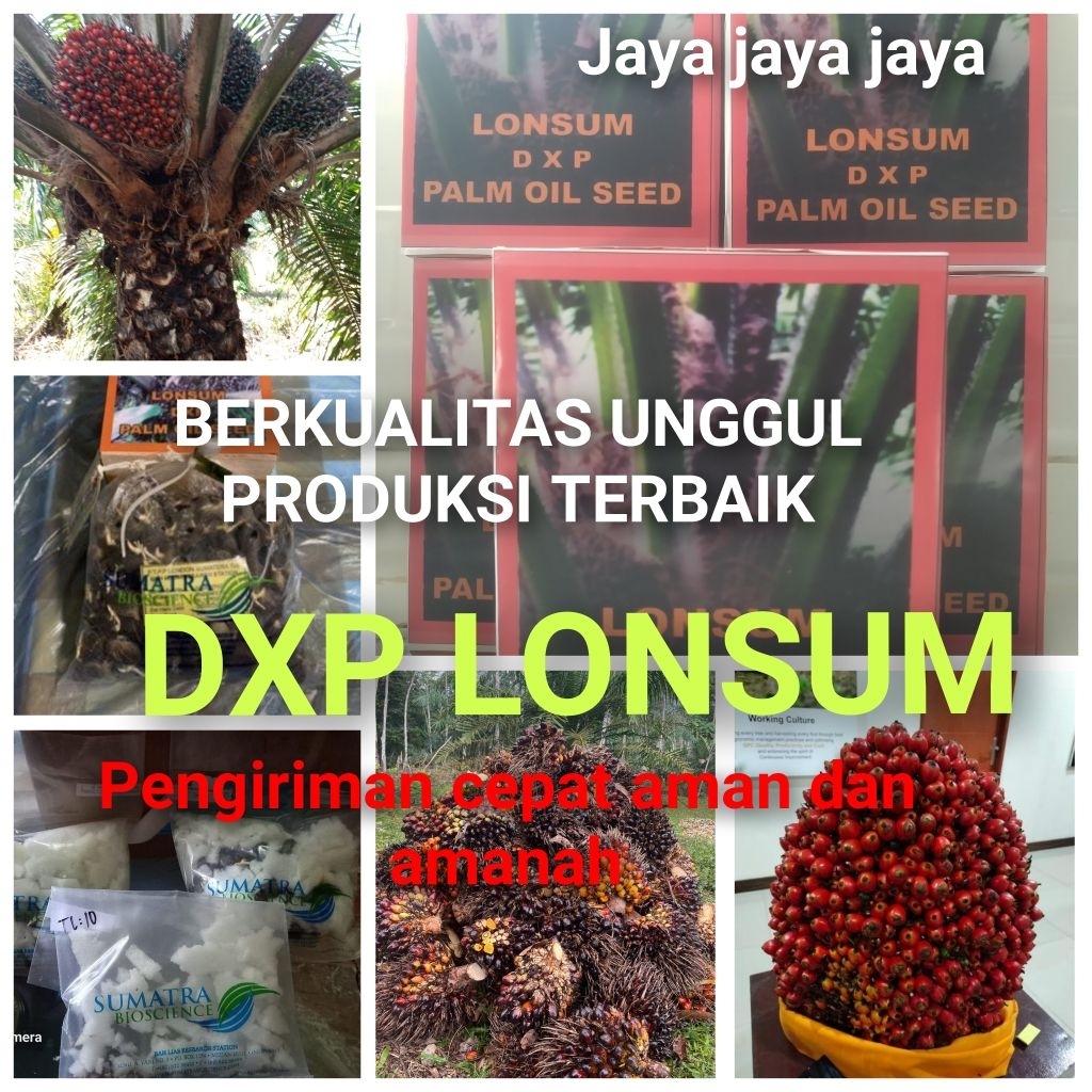 Bibit Benih Kecambah Kelapa Sawit DXP LONSUM unggul ( 250 butir)