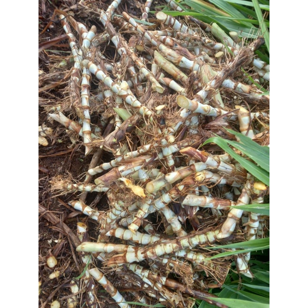 bibit rumput odot super jumbo 1kg