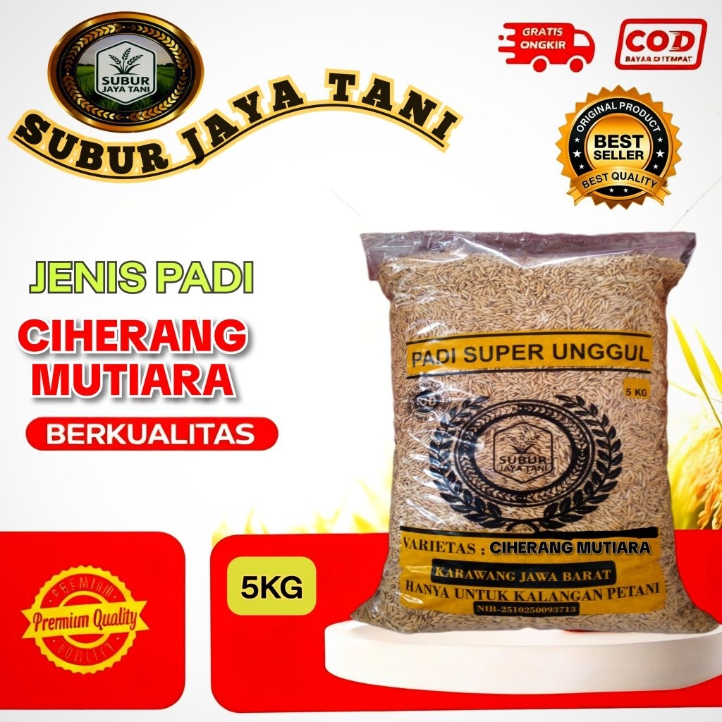 Benih padi CIHERANG MUTIARA SUPER bibit unggul, gabah berkualitas (5KG)