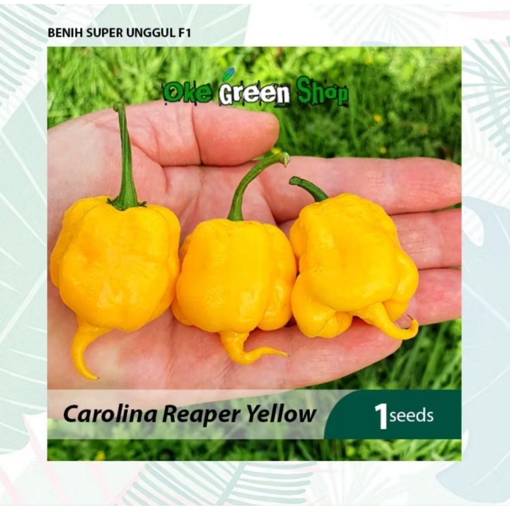 Benih Cabe Carolina Reaper Yellow F1 Unggulan Cocok Untuk Hidroponik Dan Kebun Organik Isi 1 Biji