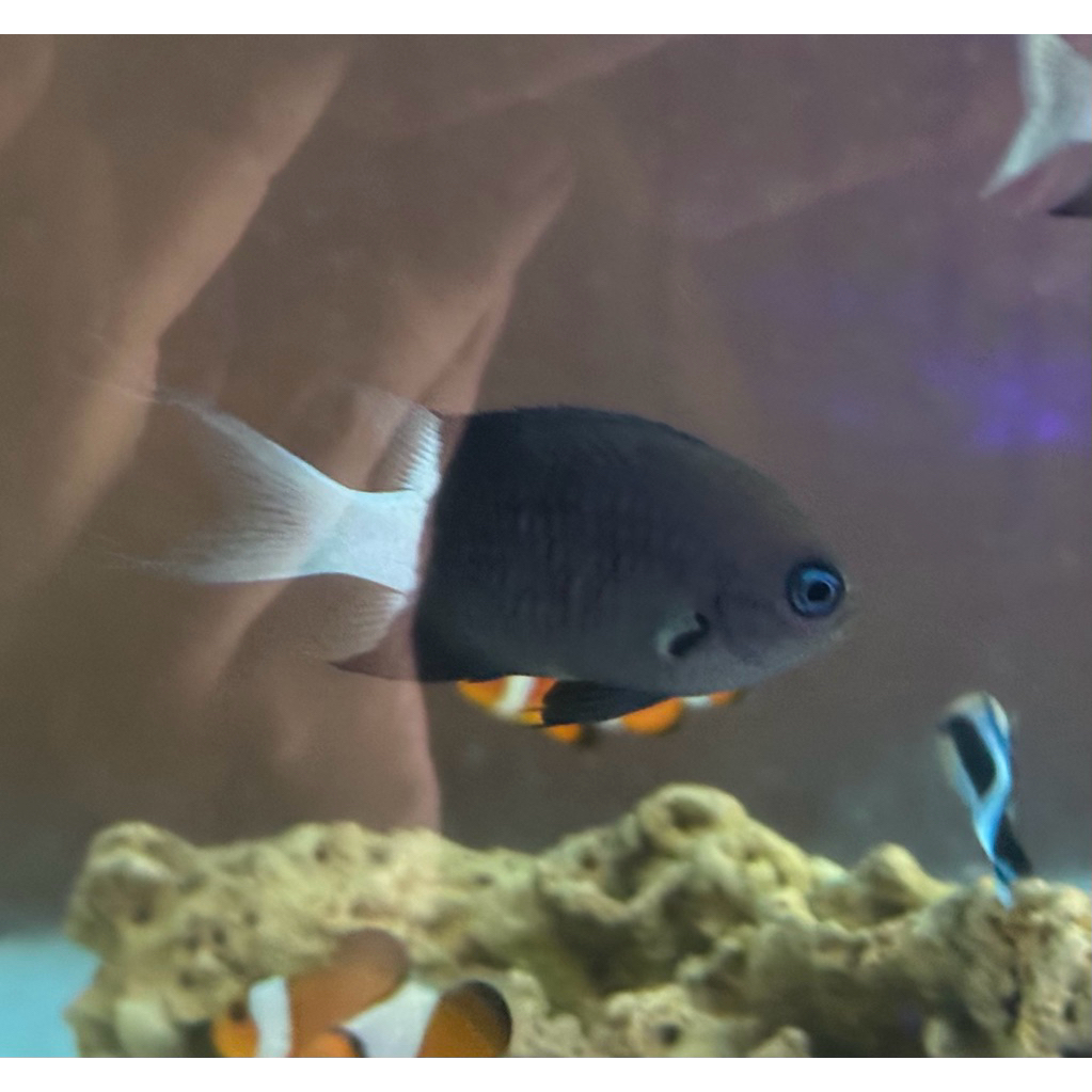 ikan betok putri bali hitam air laut