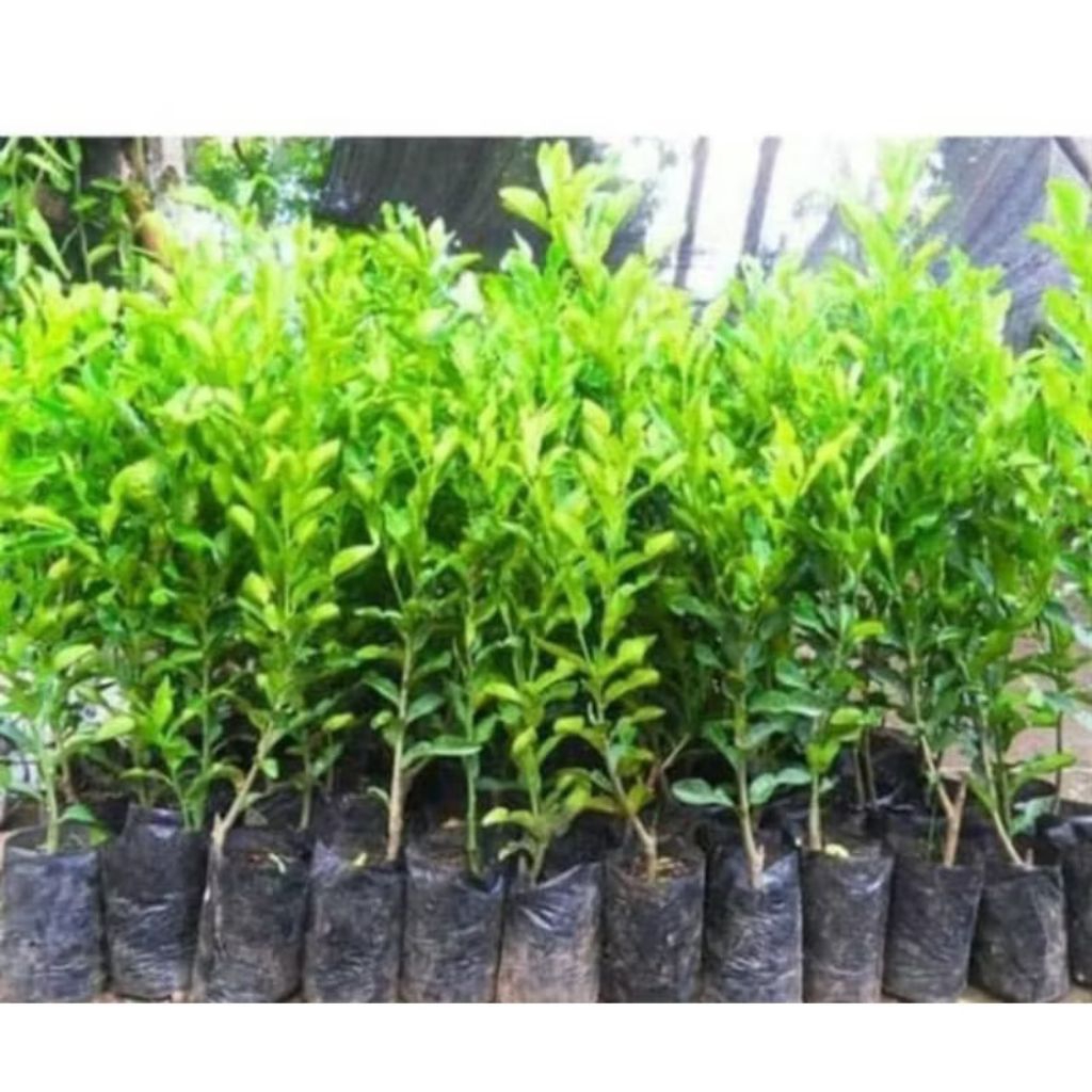 Tanaman buah jeruk nipis, okulasi cepat berbuah