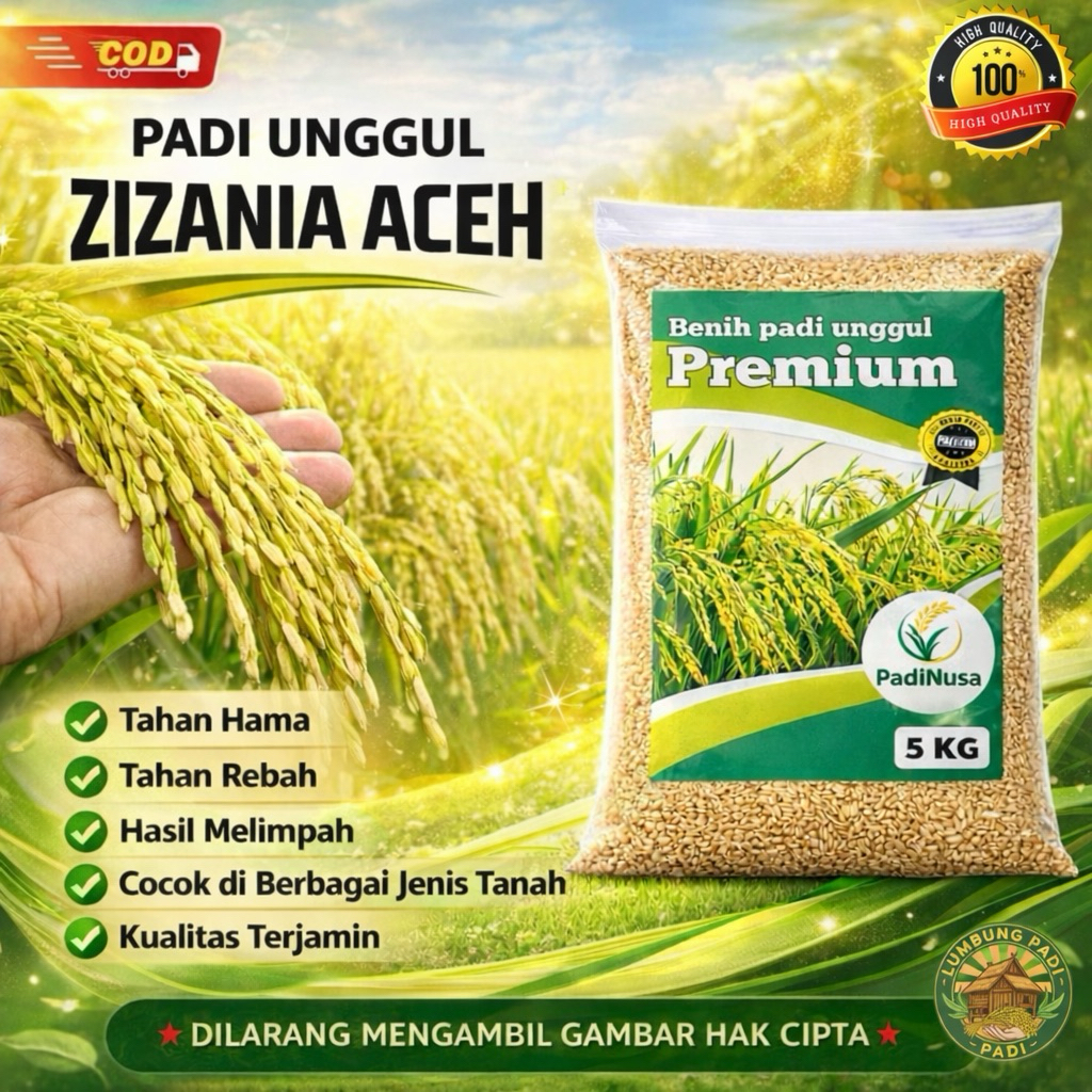 Benih padi ZIZANIA ACEH bibit padi premium 1-5 KG benih padi unggul berkualitas