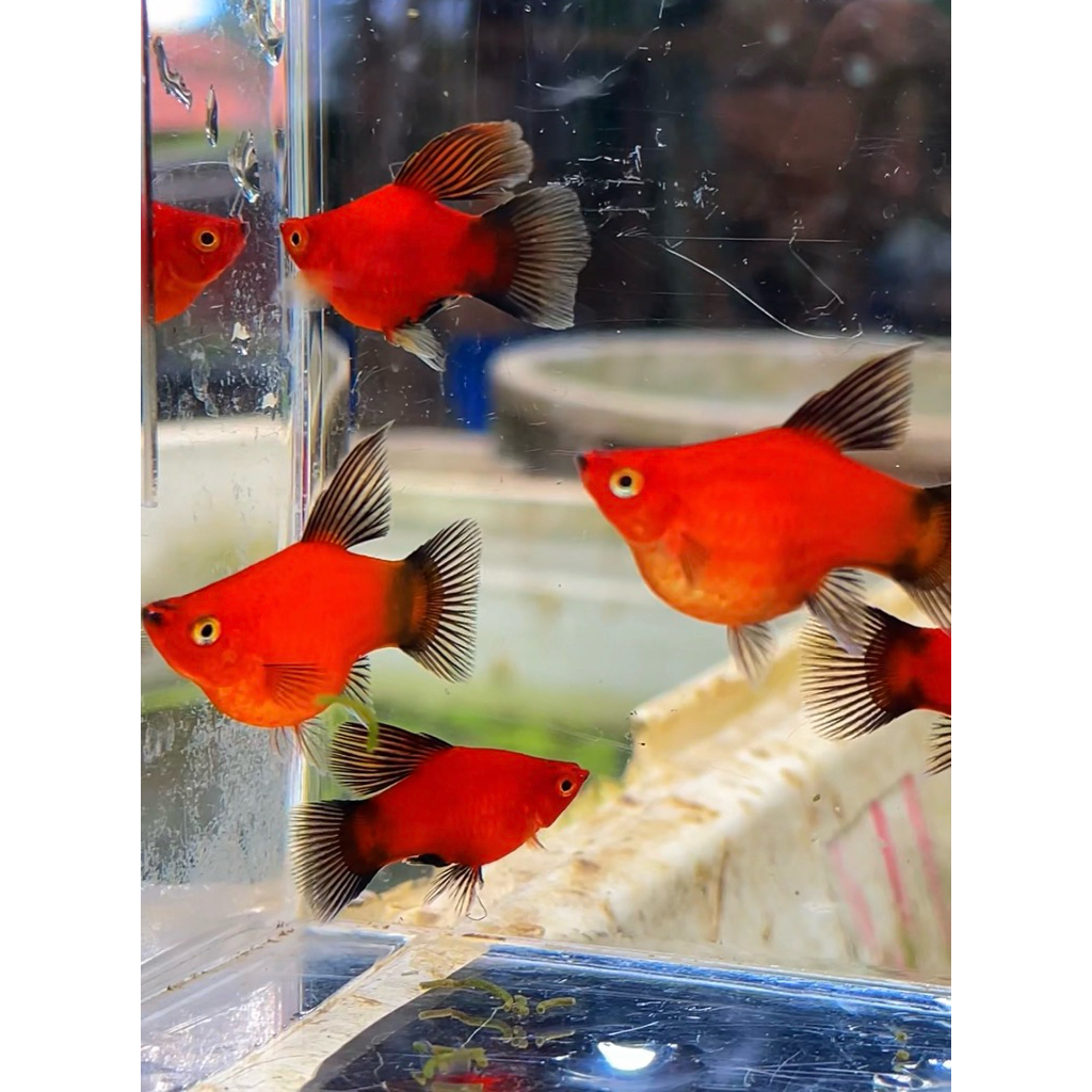 Platy wagtail higvin siap induk