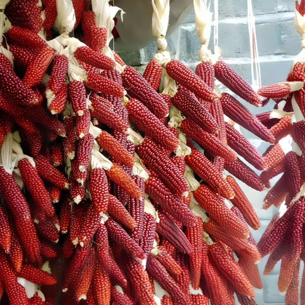 50 Biji Benih Jagung Kristal Merah Unggul Bibit Jagung Merah