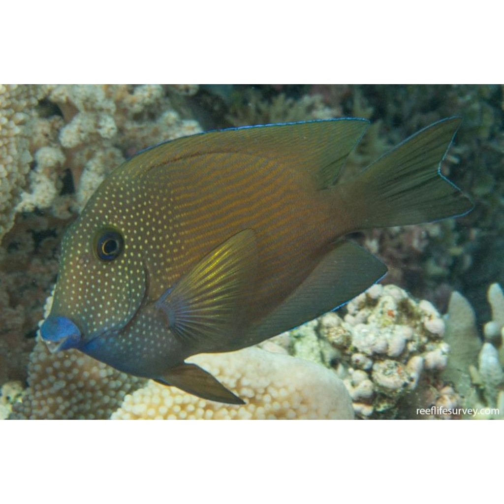 IKAN HIAS LAUT BOTANA JERAWAT