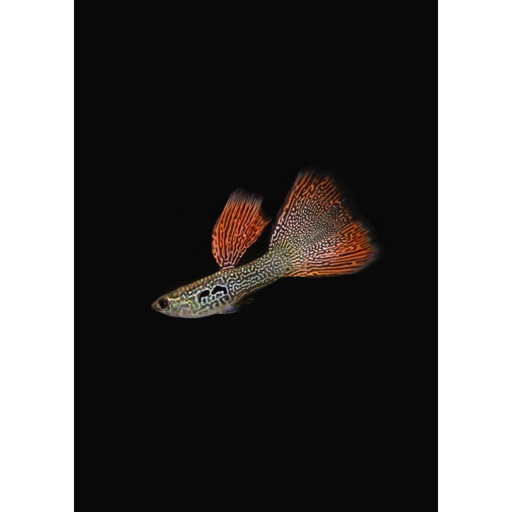 tanaman air guppy red lace