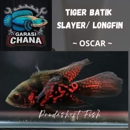 COD koleksi oscar tiger batik slayer / longfin bahan berkualitas bergaransi