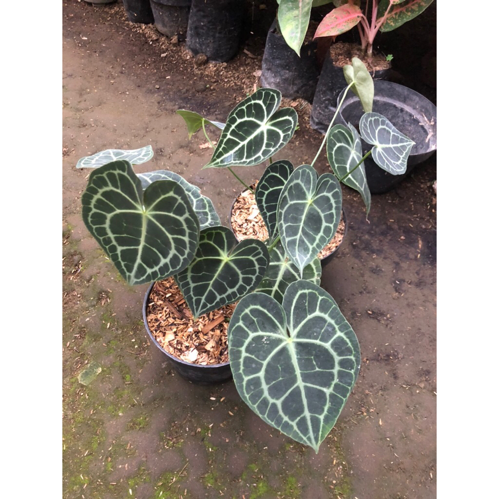 Tanaman Hias Antharium Clarinervium Pagoda / Kuping Gajah Tarantula dark form