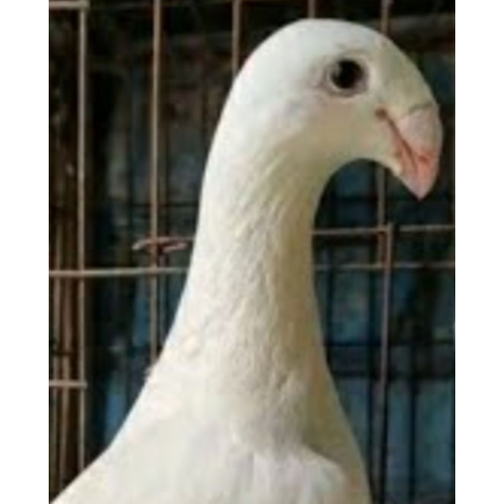 BURUNG MERPATI HIAS GBH JERMAN "warna putih" sepasang