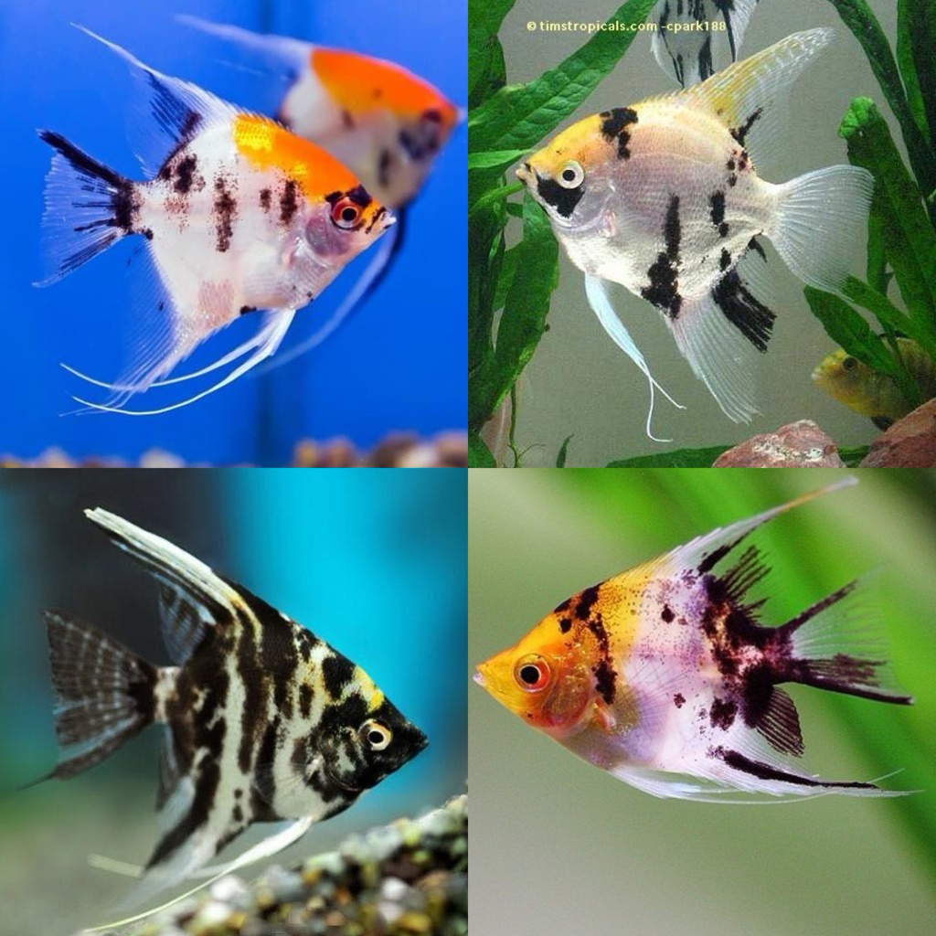 [Chan Aquatic] Ikan Hias Manfish Marble Angel Fish Marble Size S-M