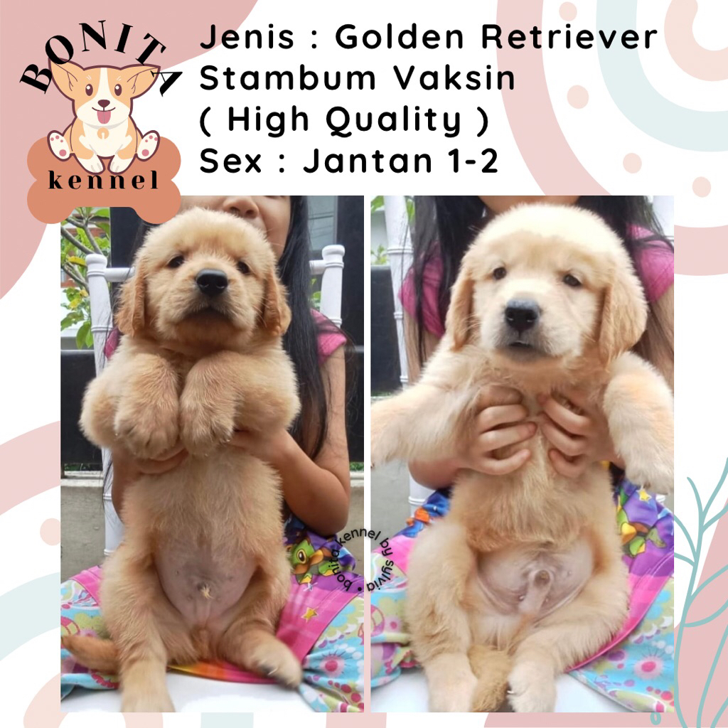 Golden Retriever Stambum Anak Anjing Golden Jantan Betina