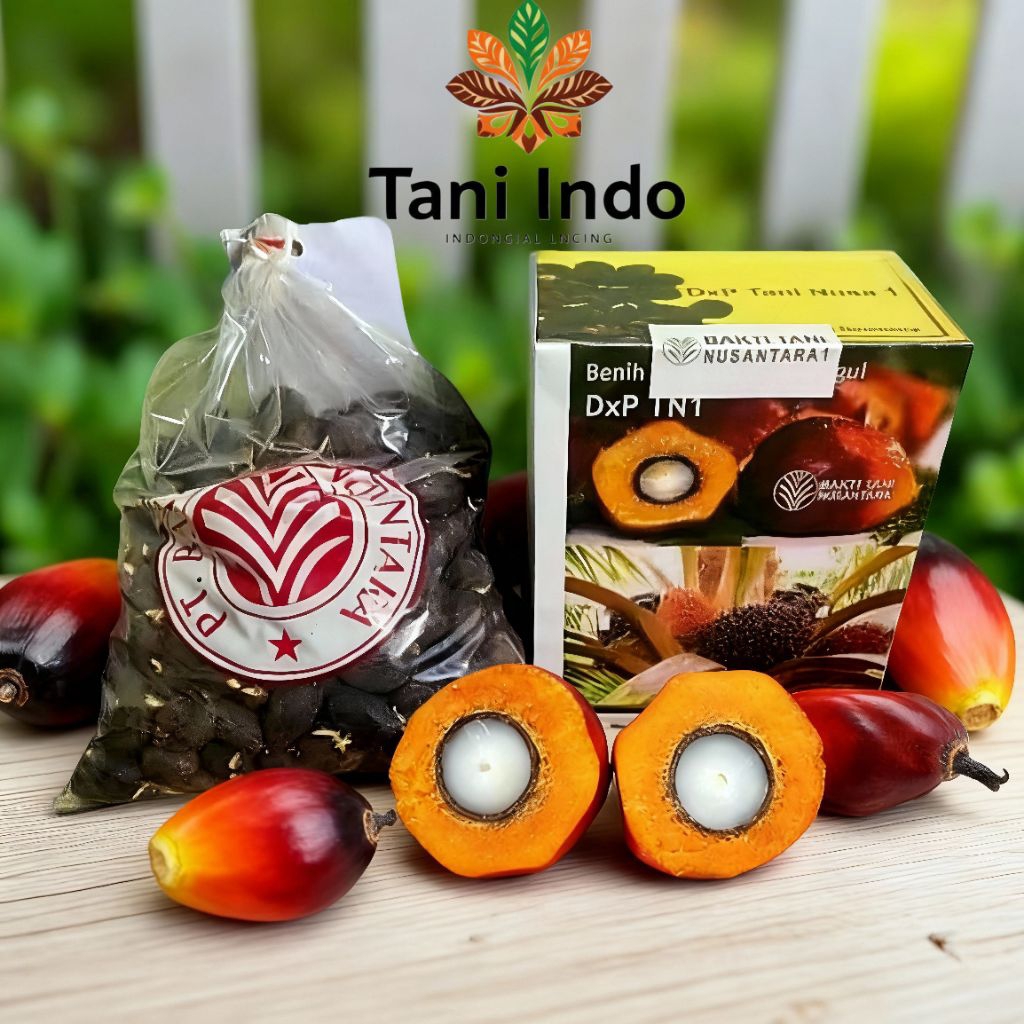 bibit kecambah sawit Tn 1