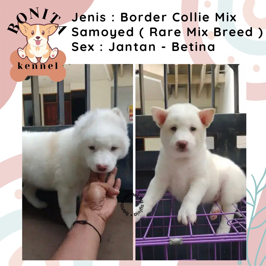 Border Collie Mix Samoyed Anjing Border Collie Samoyed Jantan Betina