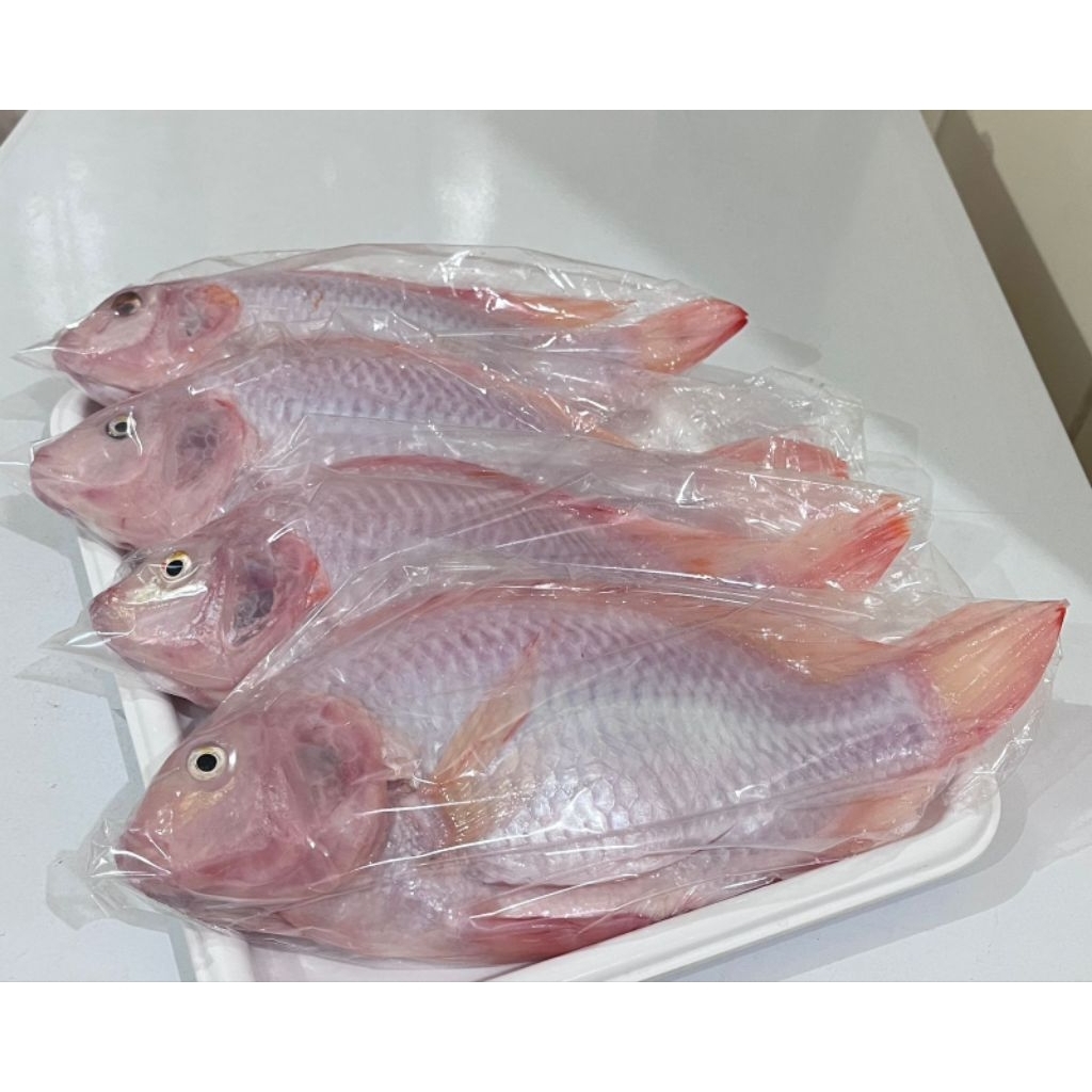 Ikan nila Merah asli dari Subang