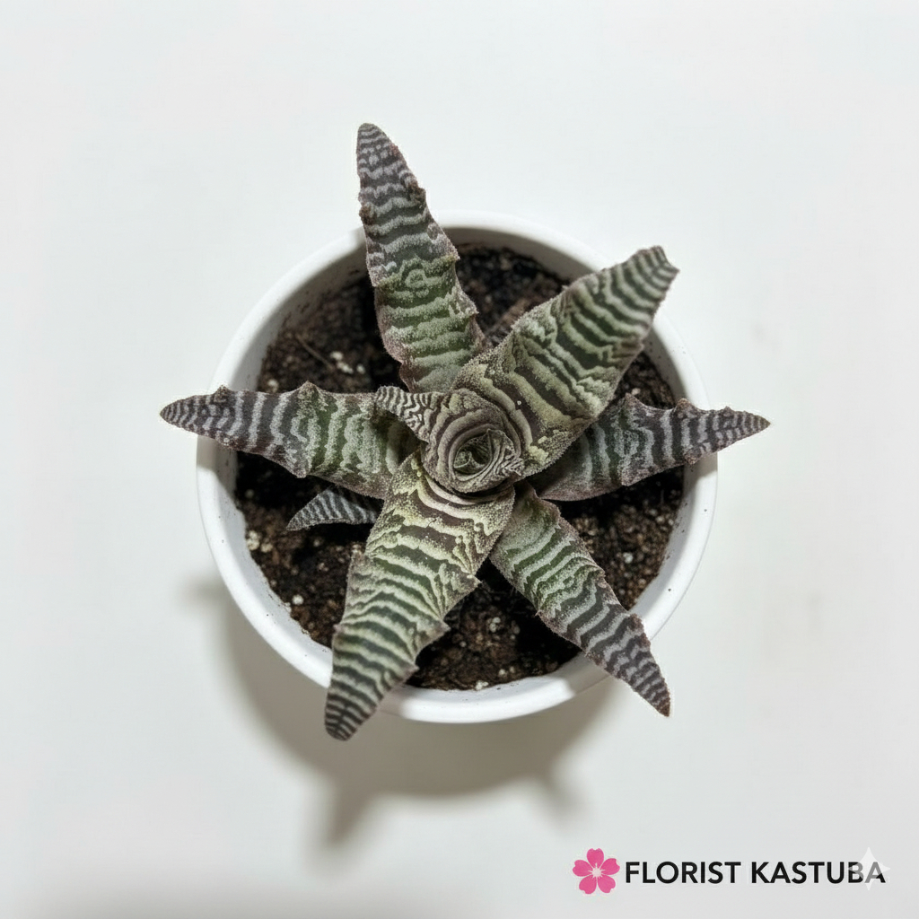 tanaman cryptanthus zonatus zebrinus promo