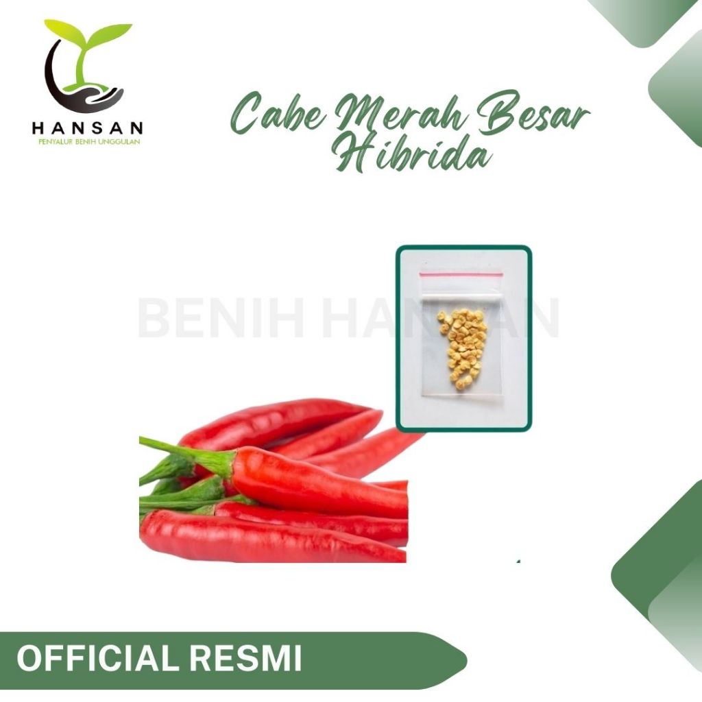 5 Bibit Cabe Merah Besar Hibrida F1 Darmais Benih Cabai Super Unggul