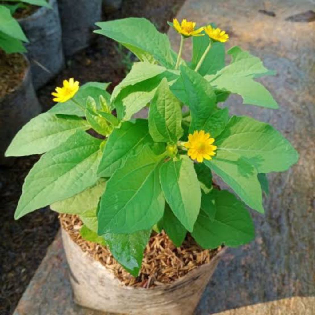 Tanaman Bunga' Matahari Kecil | Panda Mulya | Tanaman Bunga' Matahari Mini