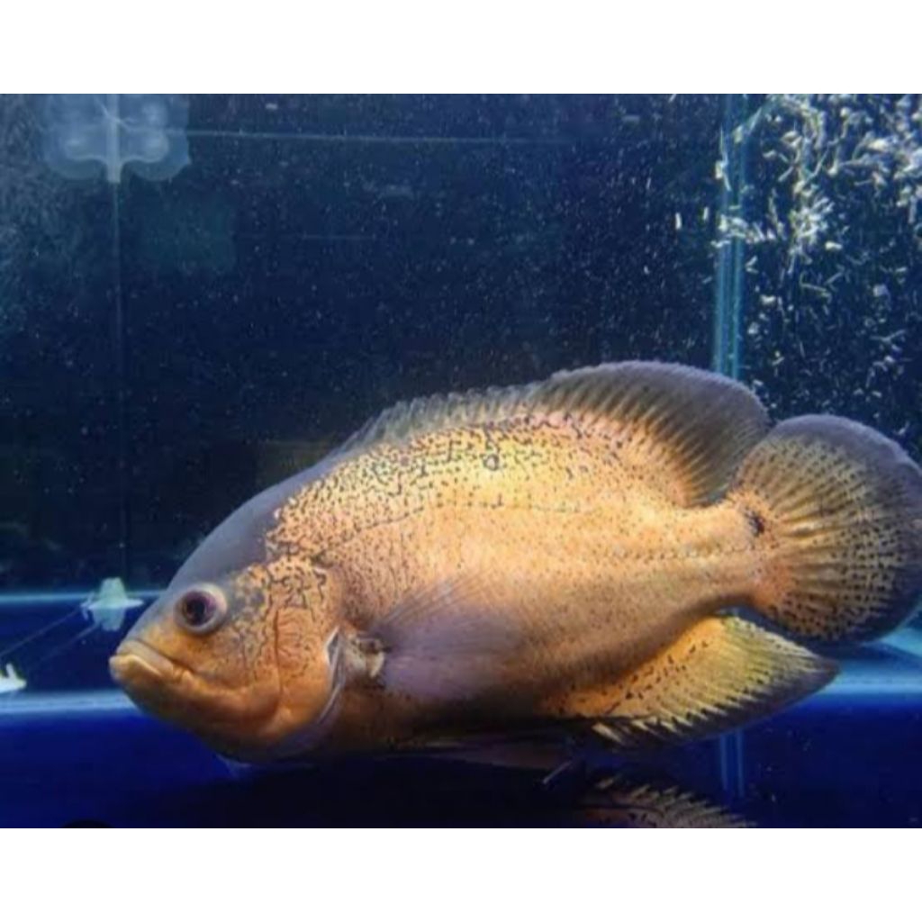hiasan aquascape Oscar tembaga