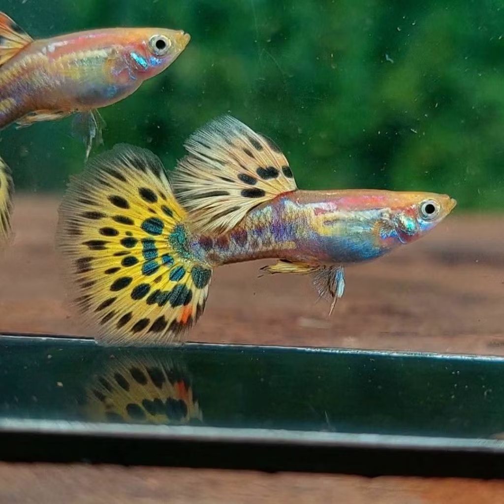 Hiasan Aquarium Guppy Blonde Yellow Mozaik