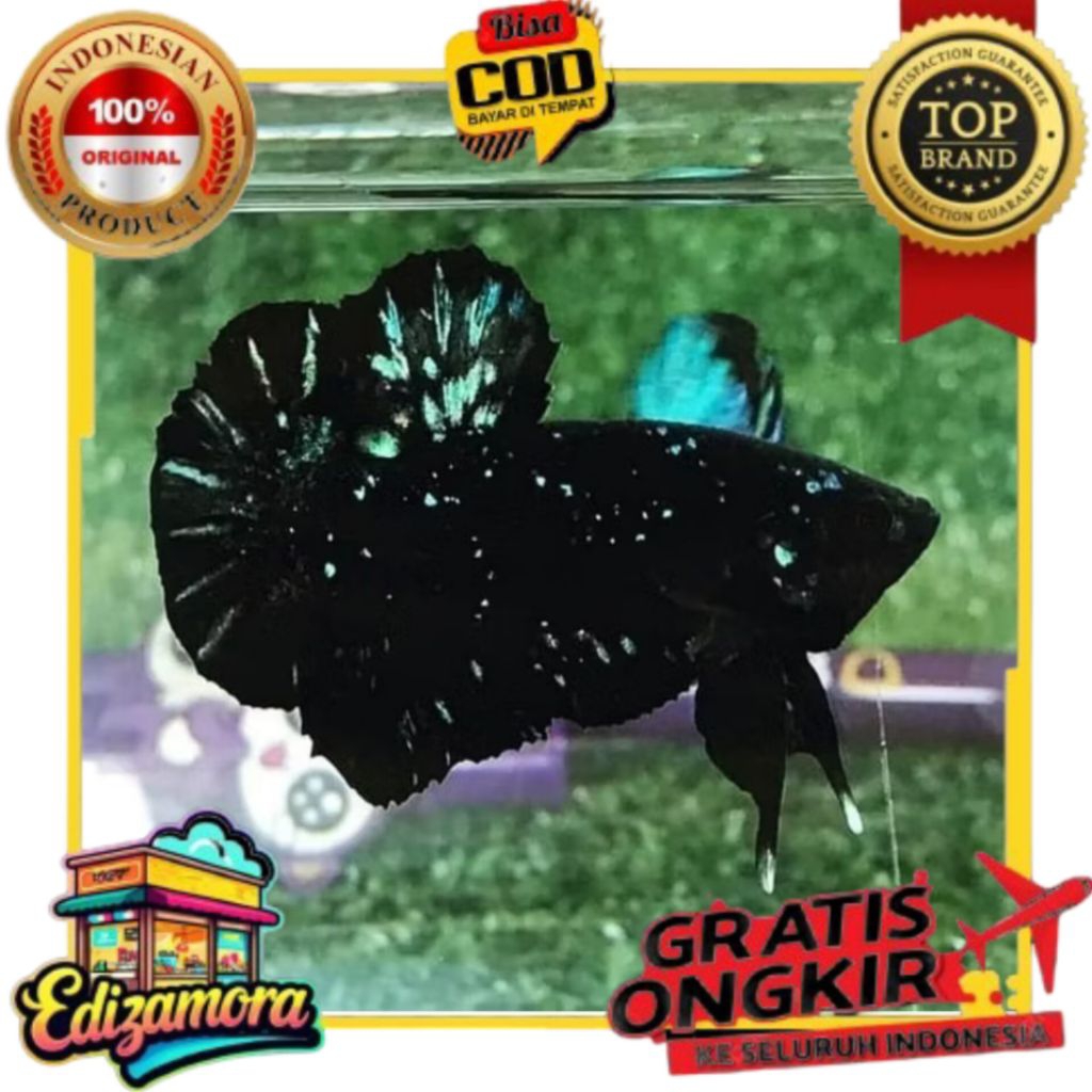 {COD} AVATAR GORDON TOP GTLRADE A IKAN HIAS CUPANG AVATAR GORDON TOP GRADE