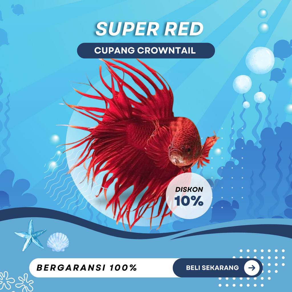 [CT] Cupang Crowntail Super Red | NEW | REALPICT | TOP GRADE | SIZE M+ | IKAN HIAS