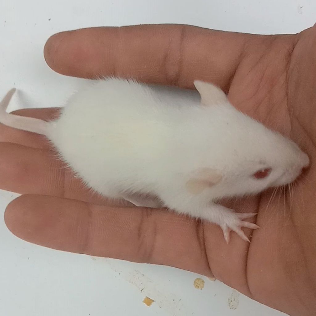 tikus putih  rat sapih untuk pakan reptil