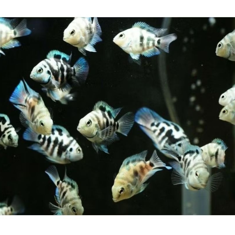 Blue Pollar Parrot 2,5cm - Ikan Aquascape