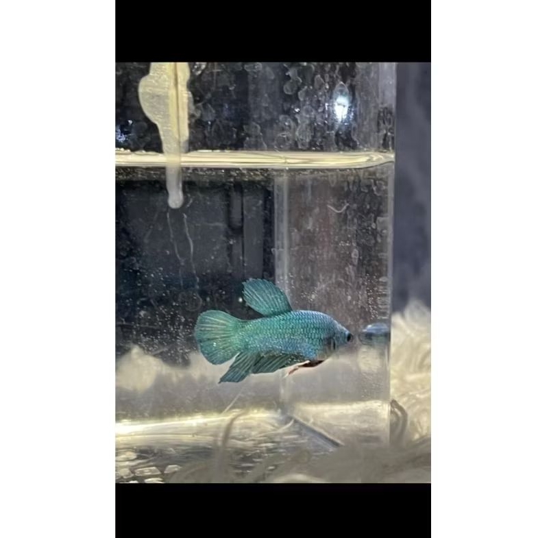 IKAN CUPANG BETINA ROSE