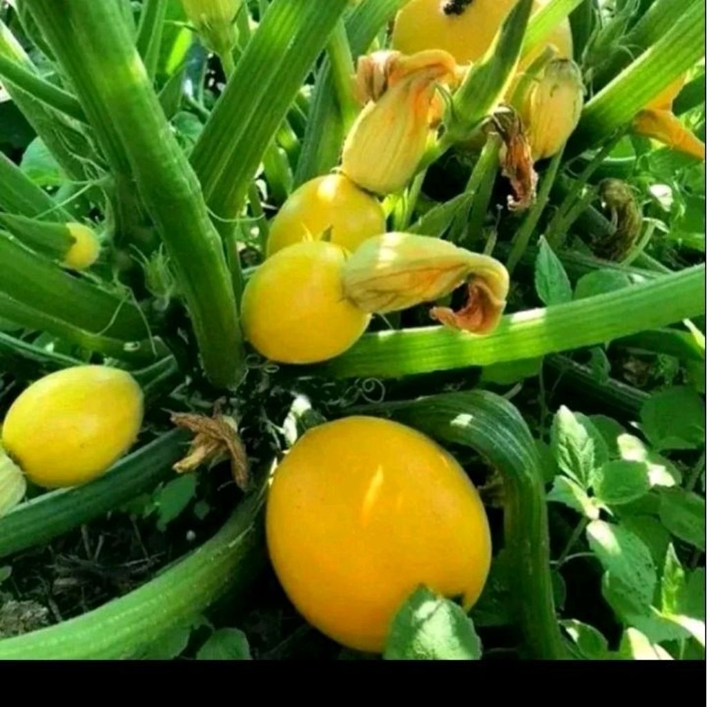 Benih zucchini bulat kuning
